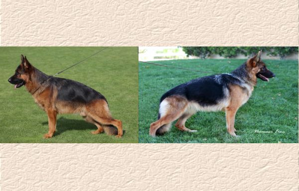 German Shepherd Puppies - Lundborg-Land Puppy Litters