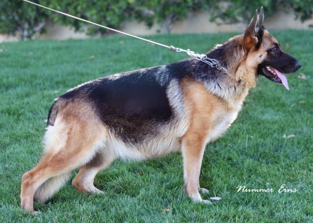 Ariele vom Lundborg-Land | Lundborg-Land German Shepherd Dogs